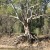 An old gum on the Murray River, Australia. An old gum on the Murray River, Australia.