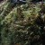Dew covered moss on a rock, Tasmania, Australia. Dew covered moss on a rock, Tasmania, Australia.