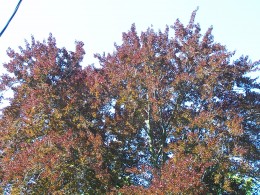 The top, or crown, of the 85-foot tall tree, where sky and tree joined. The top, or crown, of the 85-foot tall tree, where sky and tree joined.