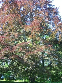 On her last morning with us, the copper beech gave one last glorious color show when her leaves were lit up by the early morning sun. On her last morning with us, the copper beech gave one last glorious color show when her leaves were lit up by the early morning sun.