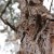 Looking up a gum tree, Melbourne, Australia. Getting this close causes splinters! Looking up a gum tree, Melbourne, Australia. Getting this close causes splinters!