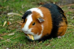 How To Take Care Of A Guinea Pig