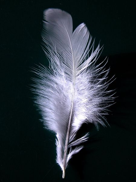 http://commons.wikimedia.org/wiki/File:A_single_white_feather_closeup.jpg