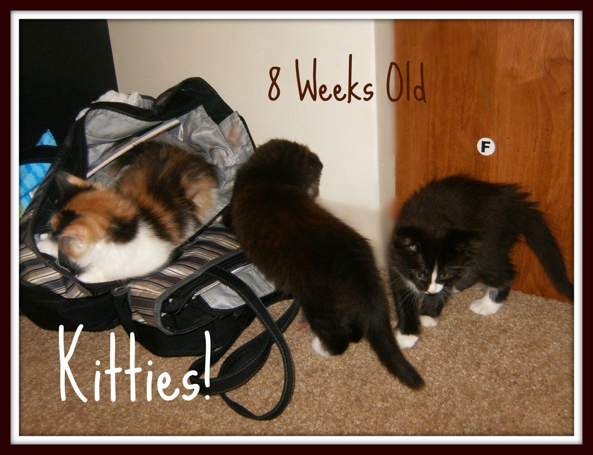 When are kittens ready to be given away?