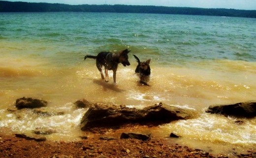 My dogs, Fiona and Penny, enjoying a day at the beach.