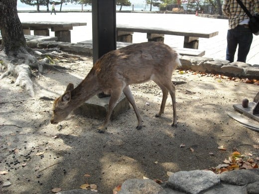 A deer on Miyajima.