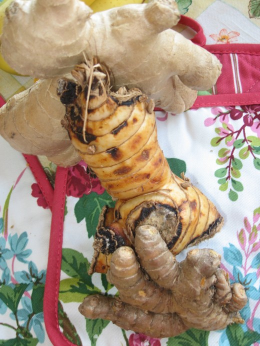 A conga line of the Rhizome Family: From top, Gingeroot, Galangal, Turmeric.