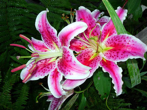 StarGazer Lily—Noel Goodwin (Flickr.com)