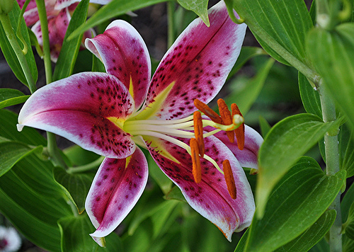 Stargazer lily, Stargazer Oriental Lily—mabecerra (Flickr.com)