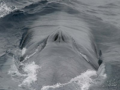 Blue Whale / Photo taken by NOAA Fisheries