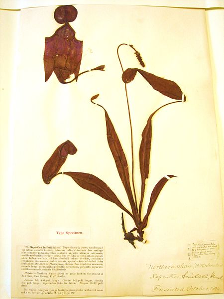 Nepenthes smilesii herbarium specimen