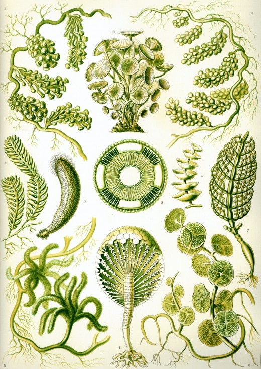 Different types of algae
