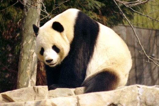 Male Giant Panda "Tian Tian" 