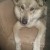 Chu-chu, a breed of a Siberian hushkies
