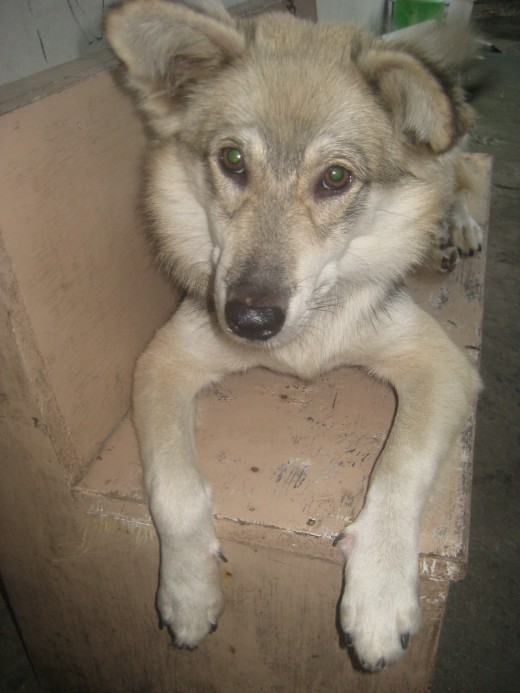 Chu-chu, a breed of a Siberian hushkies
