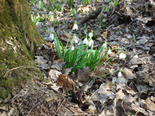 Picture of snowdrops