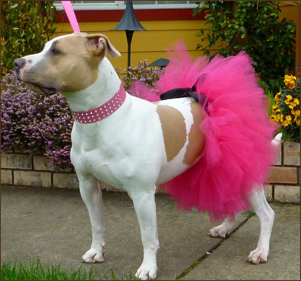 Canine Fashion Dressed Up Puppies In Tutus