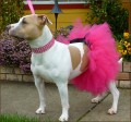 Canine Fashion | Dressed Up Puppies In Tutus