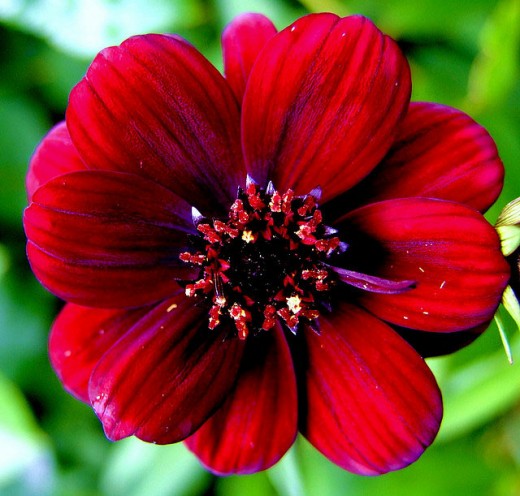 Red  Flower