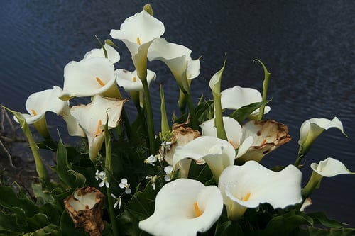 Calla lily bouquet, Pond Bouquet—clairity (Flickr.com)