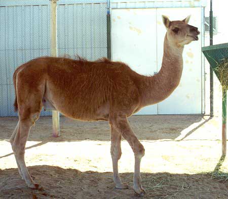 Cama - Camel and Llama crossbreed