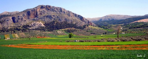 A hidden corner in spring - poppy fields near the white village of Alfarnate