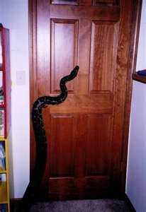 Knock-knock. "Who's there?" I'm replying to your 'missing cat' poster. You said there's a reward? I brought the cat with me...