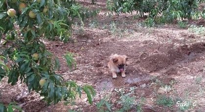 Charlie as a puppy in the peach orchard