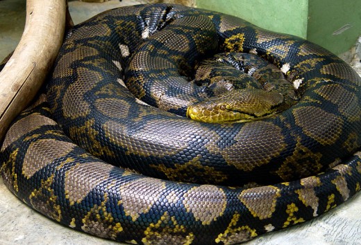 The reticulated python also reaches lengths of 20 feet, but there are many claims it has grown to more than 30 feet, but these are disputed.