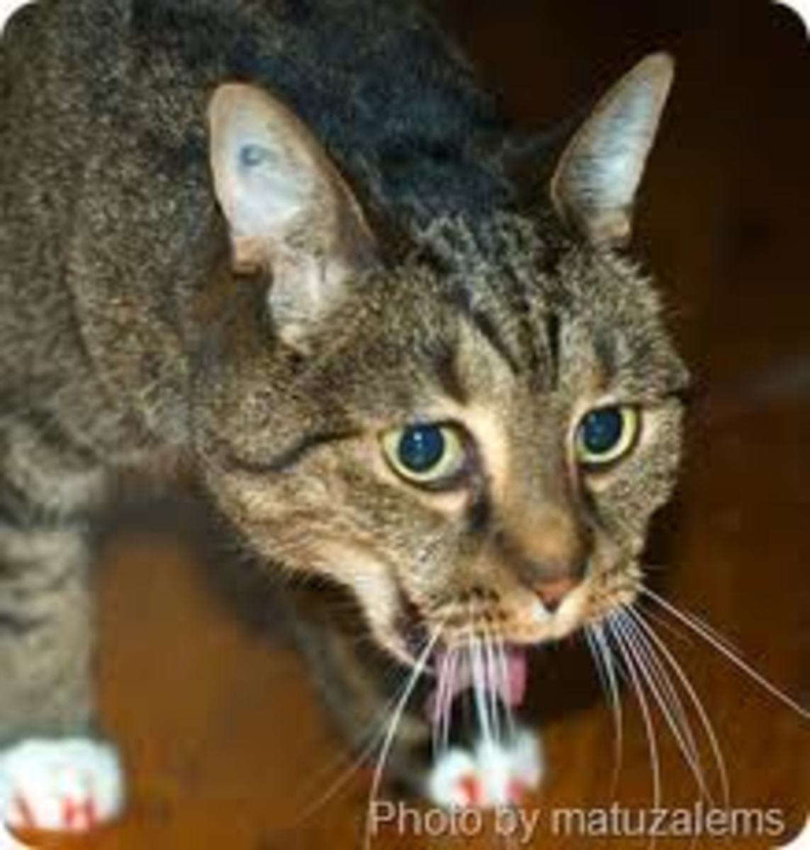 Is Your Vomiting Cat Sick? HubPages