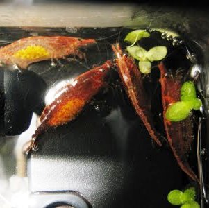 Female RCS carried eggs in their swimmerettes (a.k.a. "berried")