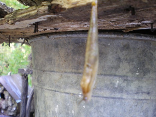 Slug hanging from a piece of wood, using a thread of slime--Yuck!