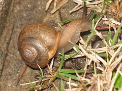 Garden snail.