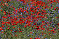 Wildflowers harbor all kinds of beneficial insects and their offspring.