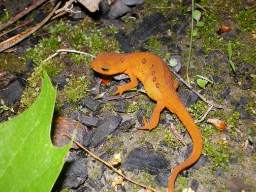 One of the many red salamanders patrolling my gardens.