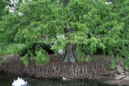 Cypress tree's roots surface by "frog pond"