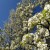 Pear Trees in Bloom in March 2012! Cleveland Pear trees make great street trees in cramped urban areas! Pear Trees in Bloom in March 2012! Cleveland Pear trees make great street trees in cramped urban areas!