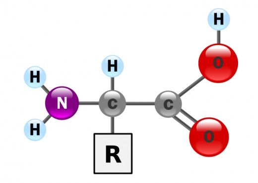Alpha Amino acid in unionized form