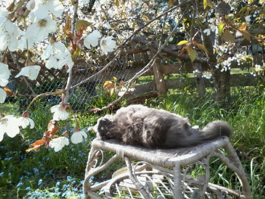 The cat looking up through the boughs of the tree...