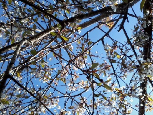 I imagine this is what the cat would see.