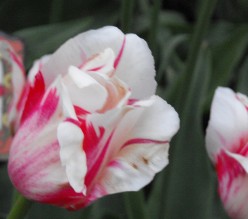 Pictures of The Ottawa Tulip Festival