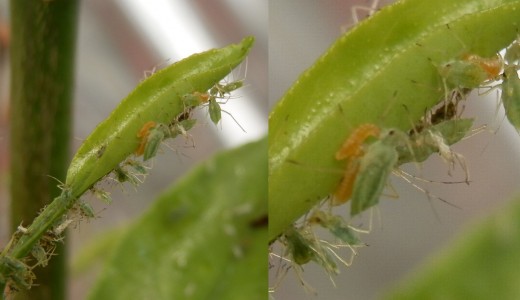 orange aphid midge larvae feasting on an aphid colony (rght-hand photo is detail of one on left)