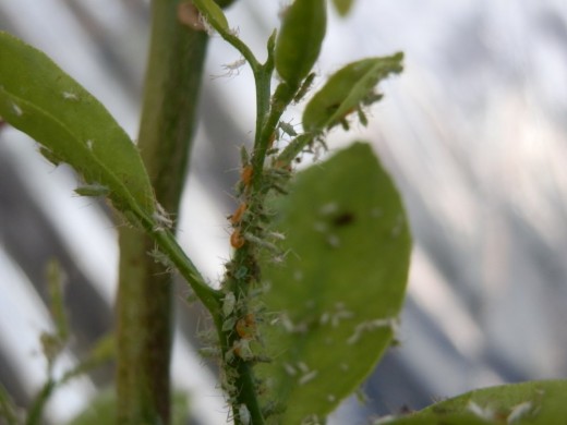 natural aphid predators, aphidoletes aphidimyza
