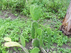 Nopal Cactus Otherwise Known As Nopales Or Prickly Pear