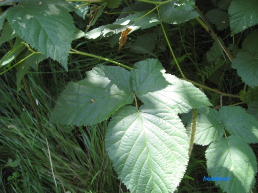 Blackberry leaves.