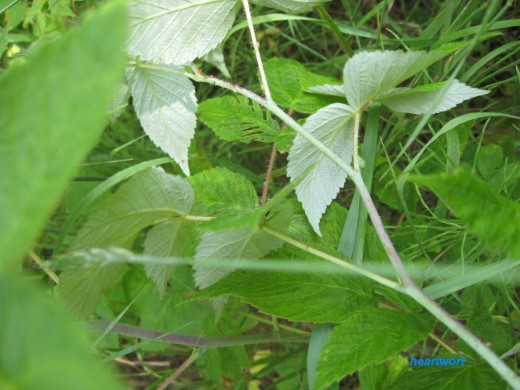 When identifying raspberries note the pale green-grey underside of raspberry leaves - also true of blackberries although the blackberry leaves and plant are much bigger. 
