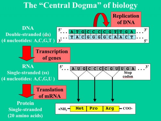 Summary of biology's central dogma