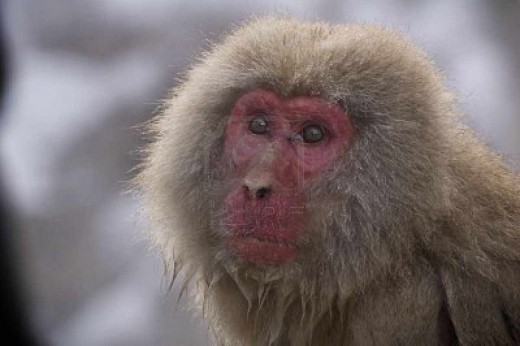 a mature Japanese Macaque closeup.