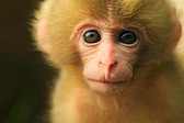 a baby Japanese Macaque.