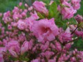 Rhododendrons and Azaleas of Washington State